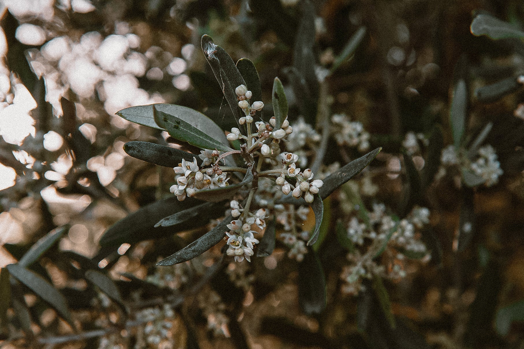 Cosa dΓ il colore verde all'olio d'oliva?