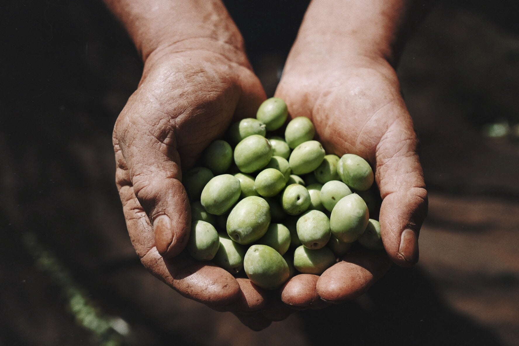I benefici dell'olio – Perché l’EVOO è molto più di un condimento